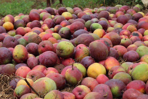 Imyembe yera mu murima wa Ntabana ihanganye ku isoko n'ituruka mu karere