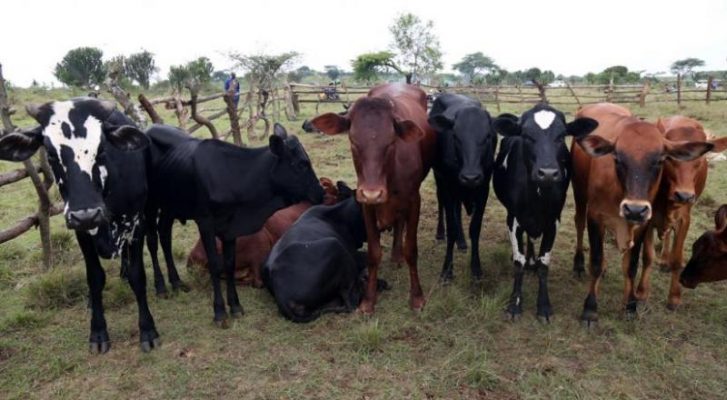 Cows