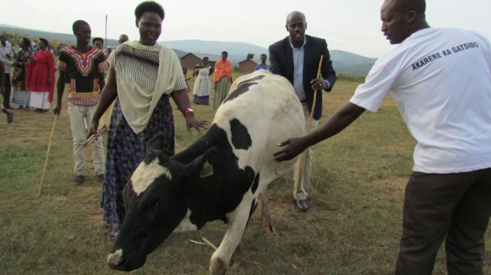 Umuyobozi w'Akarere ka Gatsibo Gasana Richard ari kumwe n'Umugenerwabikorwa wishimiye inka yahawe. (Photo/Courtesy)