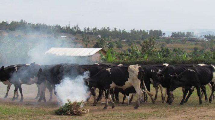 Mu muco wa kinyarwanda inka ziracanirwa (Photo/Courtesy)