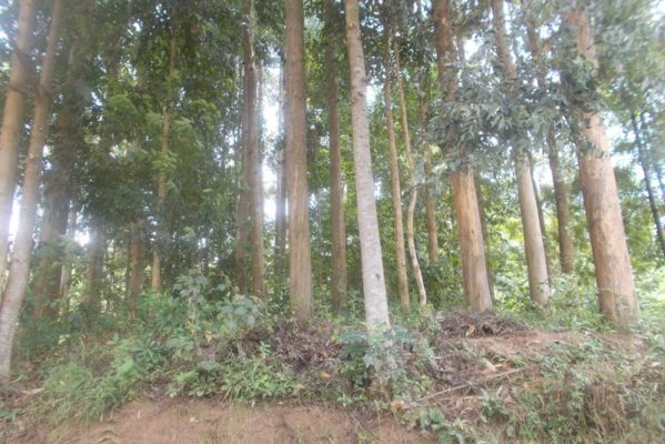 Forests play a significant role in preserving environment (Photo/Elias H.)