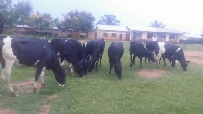 Ngoma1