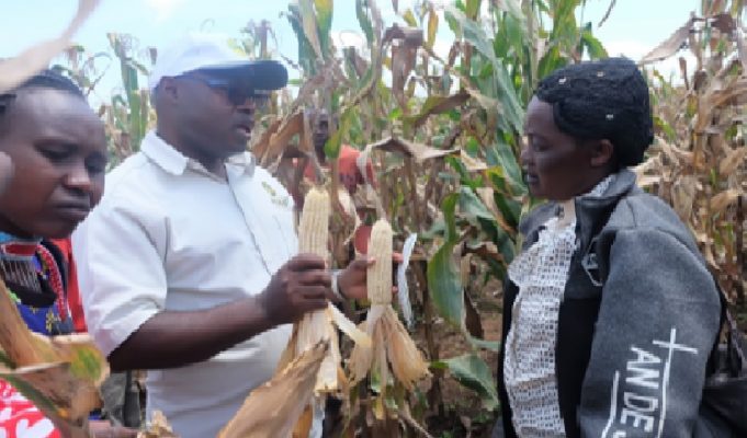 Maize