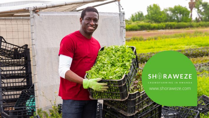 Afro seed farmer