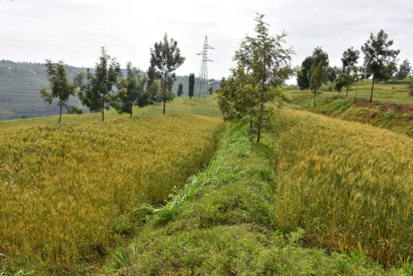 Gicumbi Ok