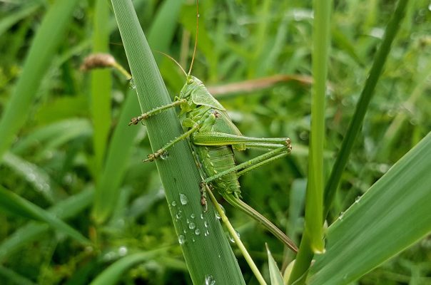 Insectes