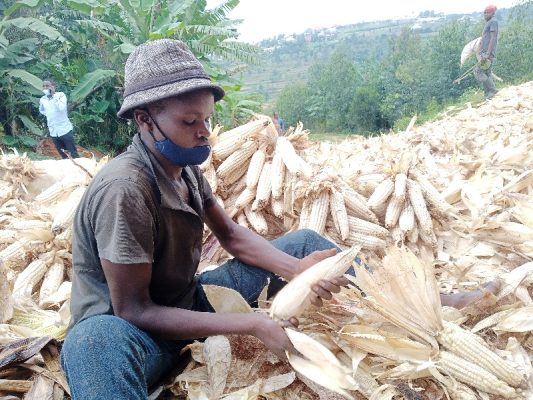 Maize