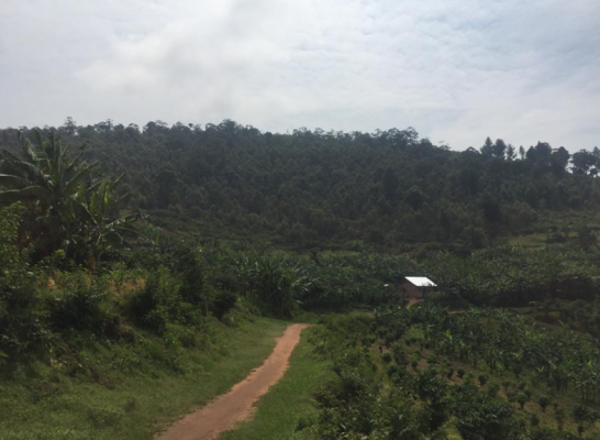 Nyaruteja