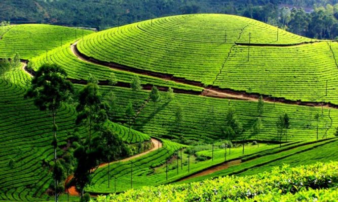 Tea Plantation