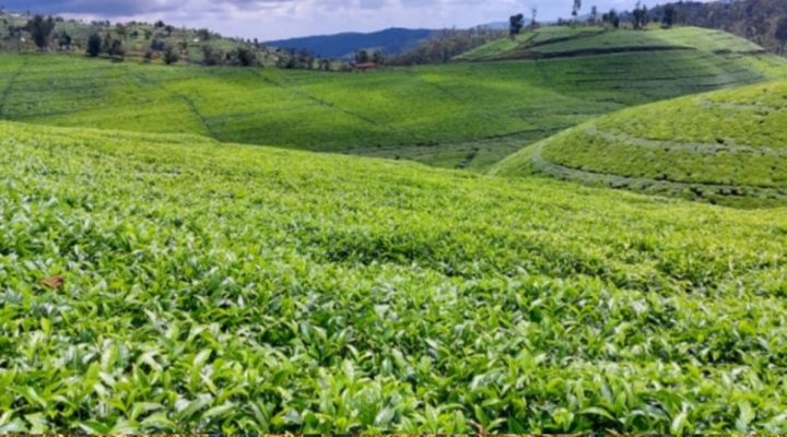 Nyaruguru