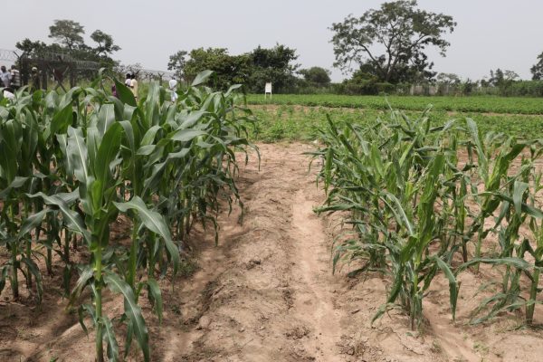Maize ok