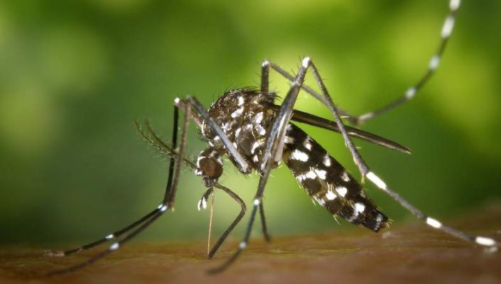 Malaria