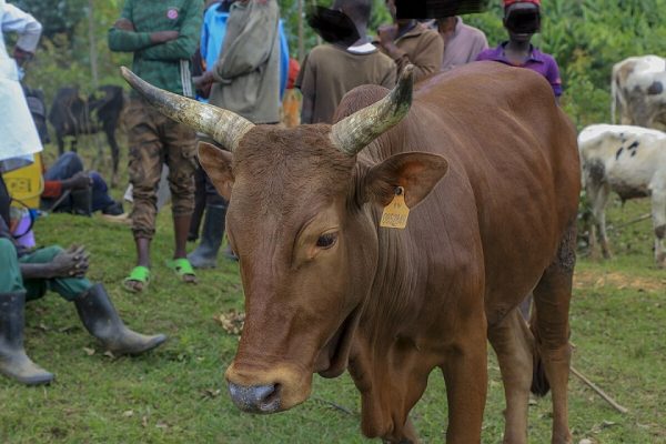 Close_up_shot_of_a_cow