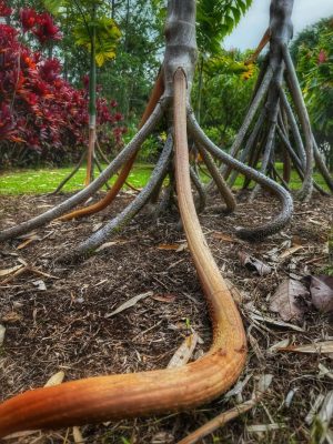 the_kraken_of_the_palm_world-_socratea_exorrhiza_or_the_walking_palm__strange_slithering_stilt_l-811dc