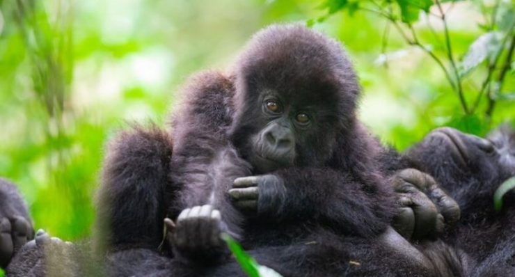 Gorilla