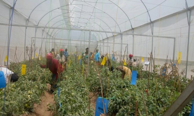Green House1