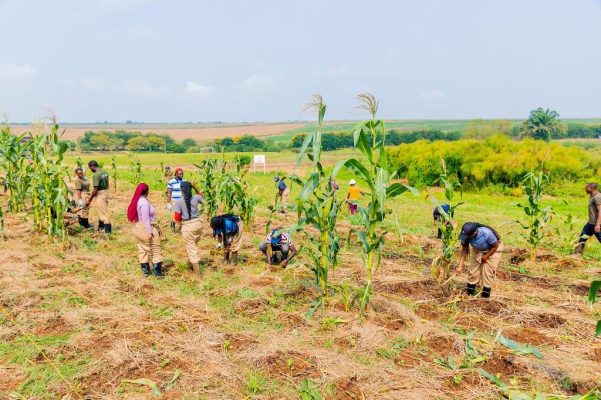 Field-preparation-using-minimal-tillage-methods