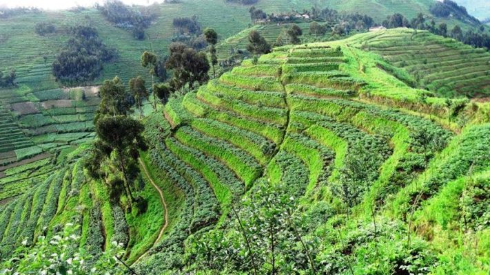 Green Gicumbi