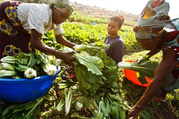Africa's agri-food transformation hinges on policy implementation