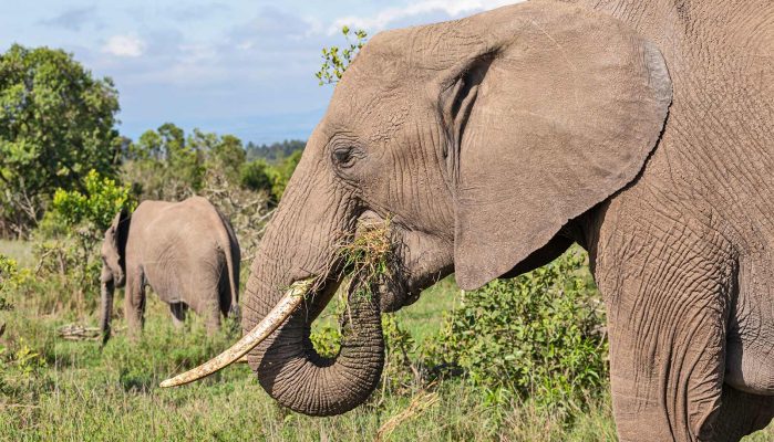 Elephant..