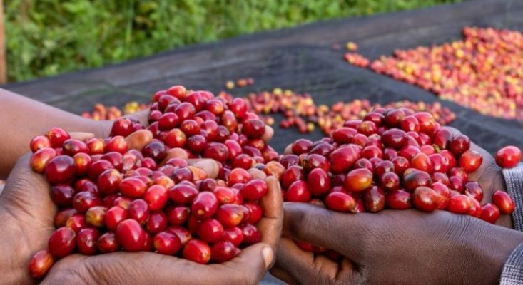Ikawa y’u Rwanda yaaguzwe amadorali 452 ihiga izindi mu bwiza n’uburyohe