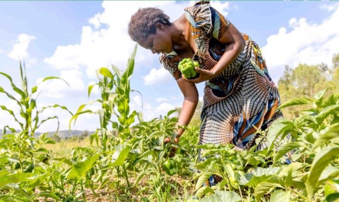 Rwandan woman farmer turns better farming into family prosperity