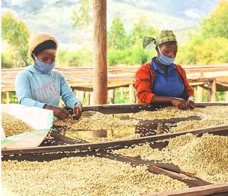 When farmers become each other’s teachers